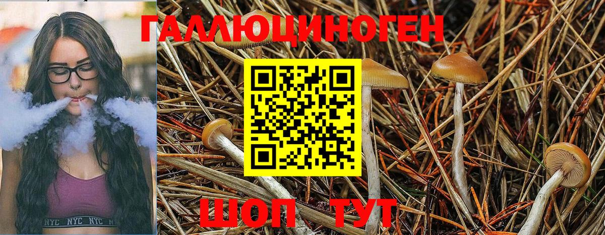 Галлюциногенные грибы Psilocybe Владивосток